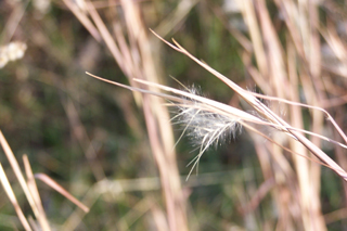 littlebluestem